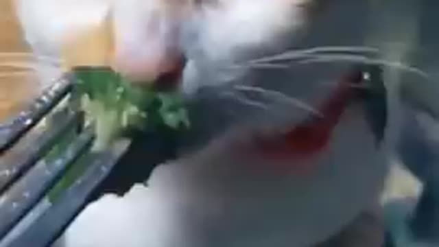 Cat 😺 funny video #short#funny video