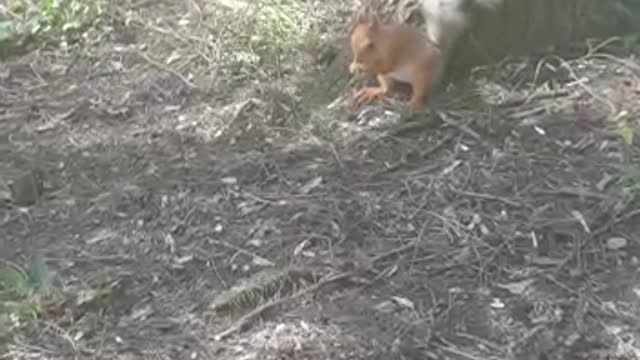 a squirrel feeding in a park