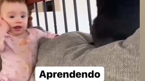 funny videos are fun and entertainment