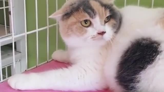 #Funniest Animals Real 😹 - Best Of The 2020 #Funny Animals Videos - Try Not To Laugh #comedy #shorts
