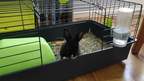 Whitenose the Rabbit