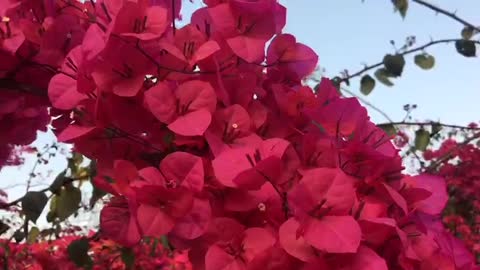 Beautiful Natural pink flowers.