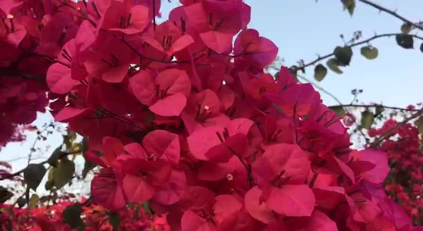 Beautiful Natural pink flowers.