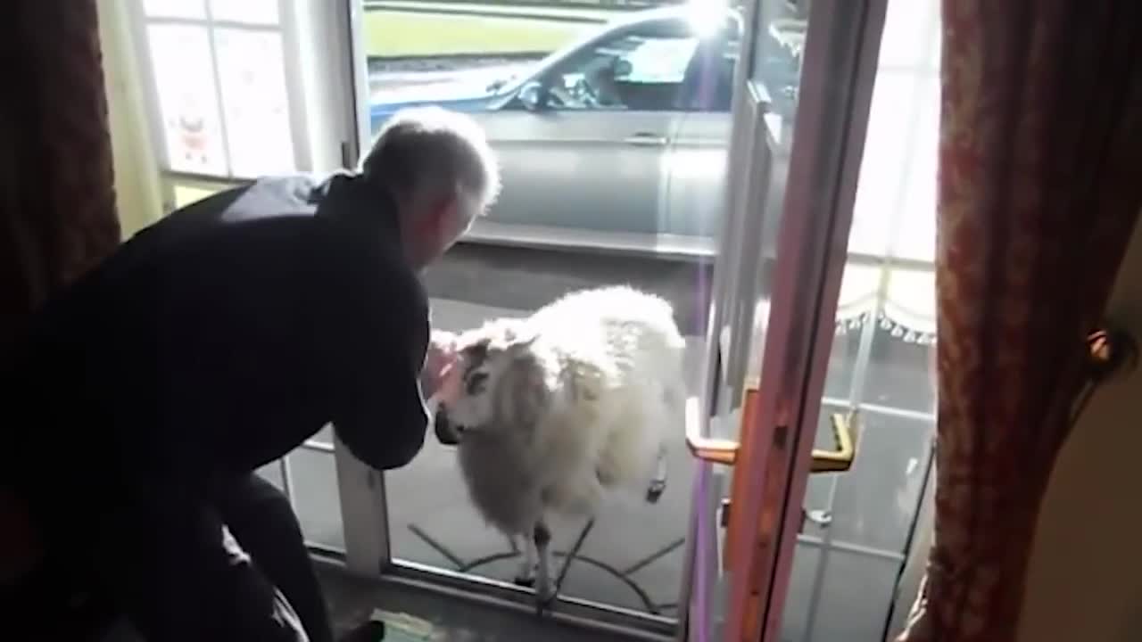 Grandpa VS MAD SHEEP