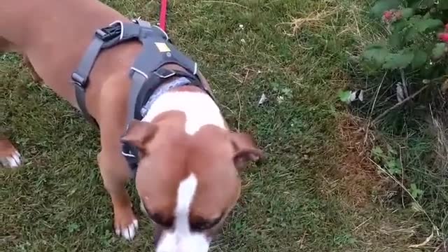 Dog Snacks on Berries From the Bush