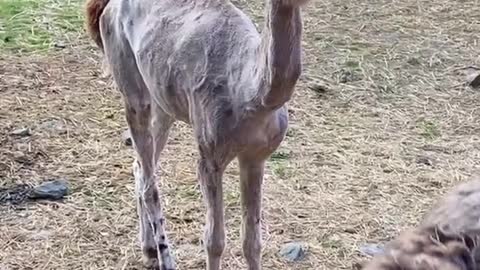 Llamas and Alpacas Show Off Their Summer Style