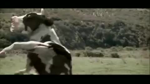 2.42 second cow &man fighting since funny