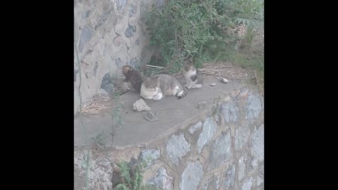 A litter of cats