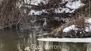 How Would A Bird Fly Backwards (watch)