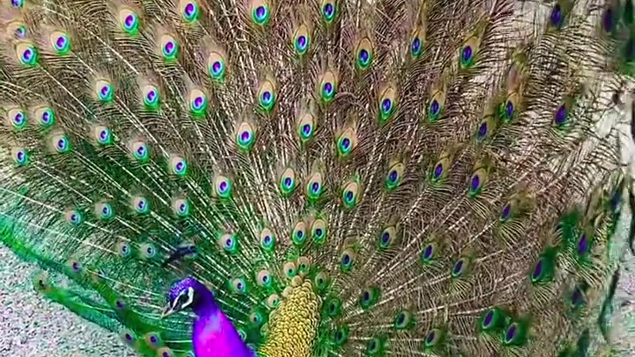 ماشاءاللہ زبردست