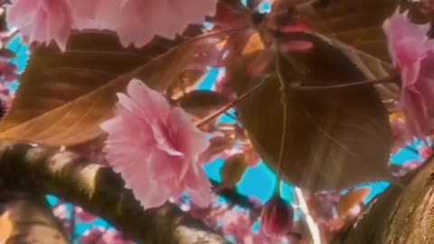 Relaxing video cherry blossom