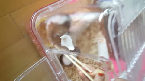 Gold Hamster's Mombo Credit Snack Grasshopper