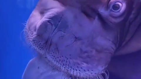 THIS ANIMAL'S FACE MAKES ME FEAR
