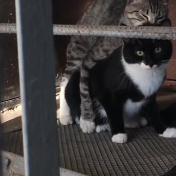 Cats Mating Season cats