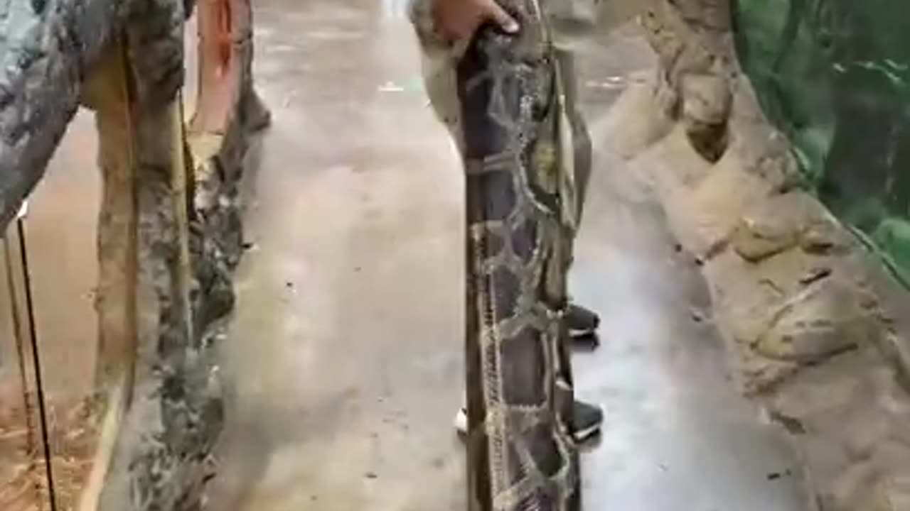 Largest Burmese python on Earth