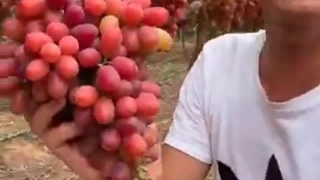VERY VERY RIPE RED FRUIT.