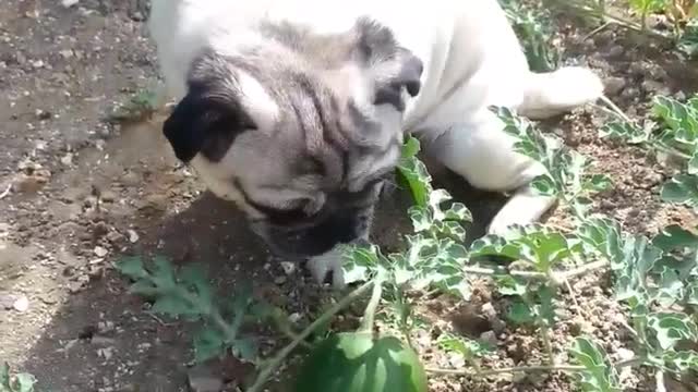 Pug and watermelon