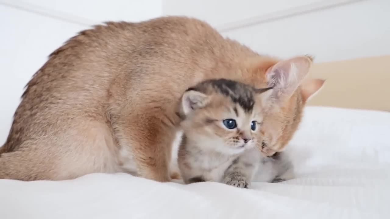 Kitten Kiki gets angry when mother cat is even a little away