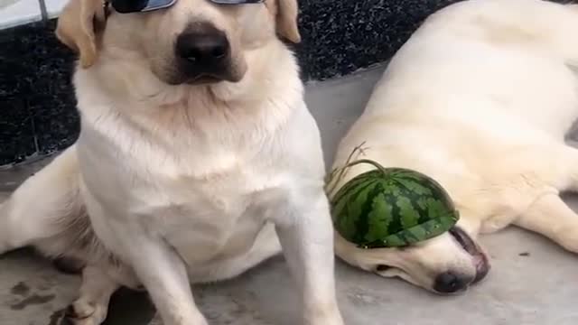 Funniest & Cutest Labrador Puppies- Funny Puppy Videos 2021