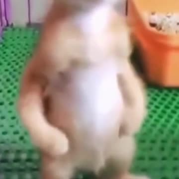 🐱 THE FUNNY PUSSYCAT CRAYING AFTER HER MOMMY #Shorts🐱