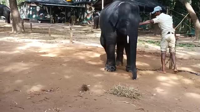 Funny & Dancing Elephant