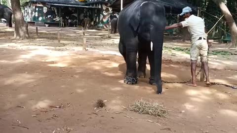 Funny & Dancing Elephant