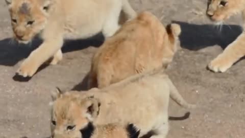 cute beby lion #viral