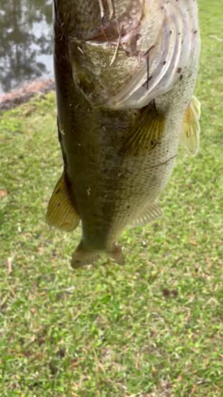 Another big bass