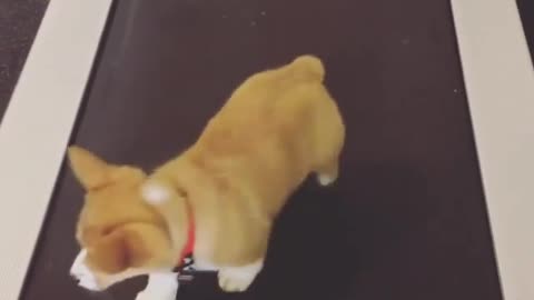 A fitness dog