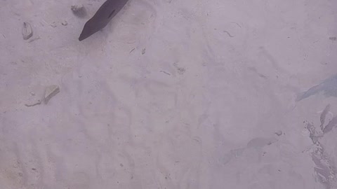 Eel fish caught on camera