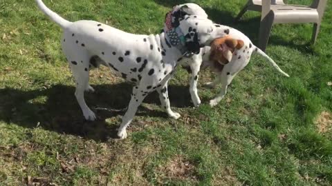 Papá Dálmata salta al redil de los cachorros para jugar con sus hijos