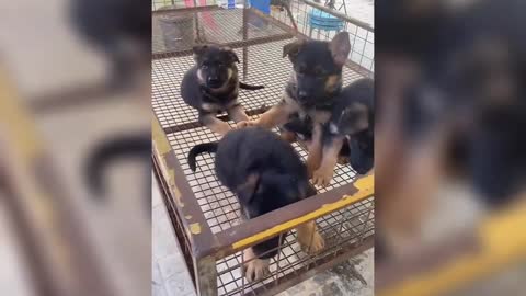 Cute Puppies Doing Funny Things, Cutest Puppies in the Worlds 2021 - Cutest Dogs