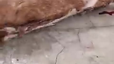 How to Boil a Deer