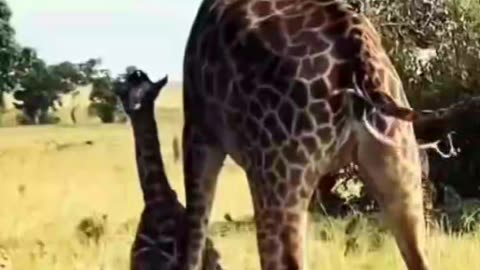 Beautiful animal giraffe
