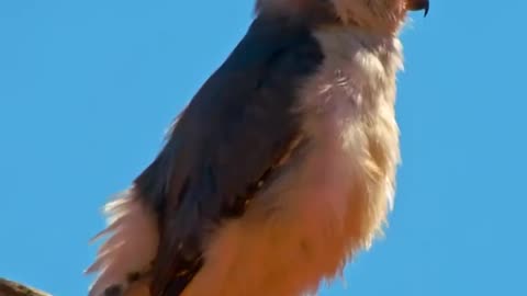 The African Pygmy Falcon