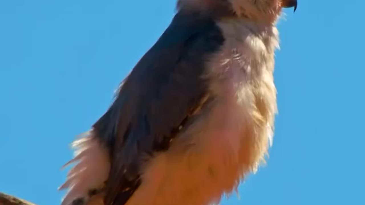 The African Pygmy Falcon