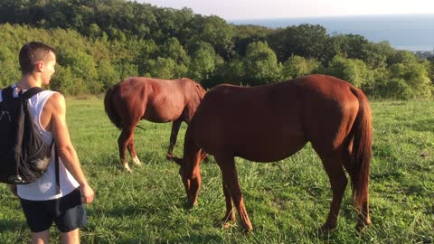 Pair of horses