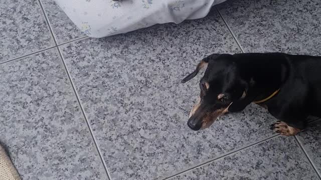 Cachorrinha folgada parte 2