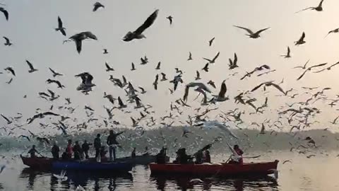 Best natural Sunrise video | Natural lover | Sunrise video | Natural sound