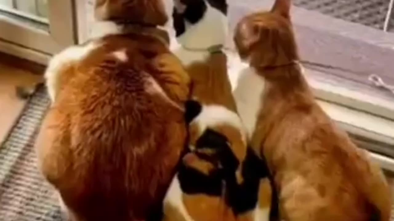 Funny Animals