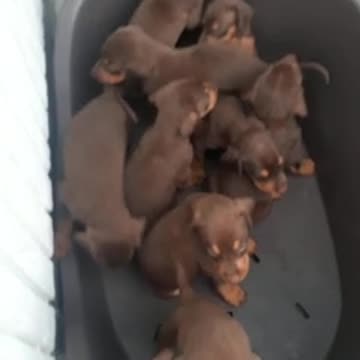 Cute Lovely Dog puppy