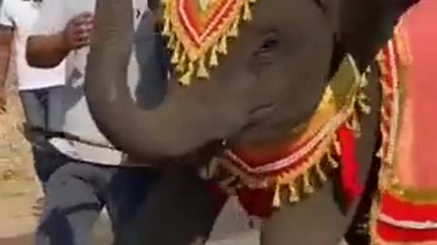 Elephant cute dance eye-catching