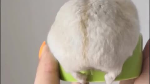 Hamster video can be set if you want to be a lock screen