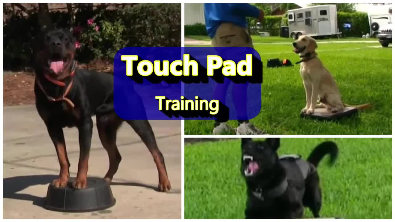 The power of touch pad training for Puppies and Adult Dogs