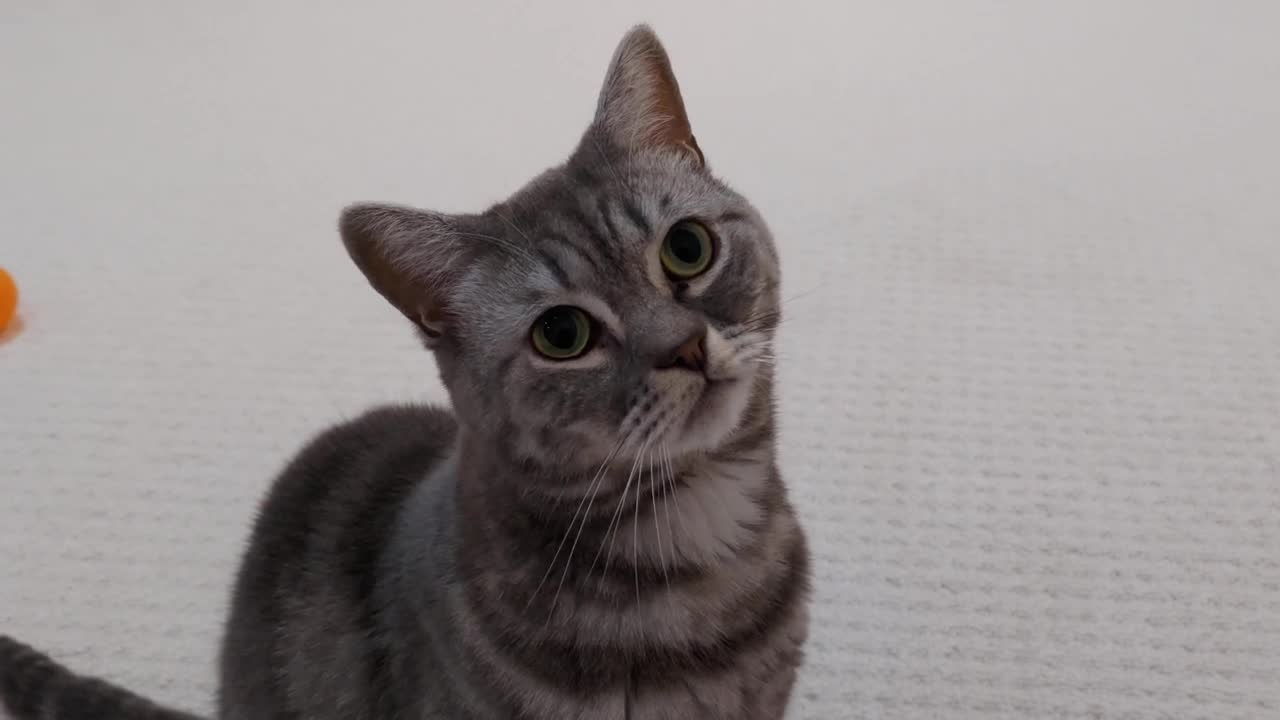 Cat Adorably Stares At Owner