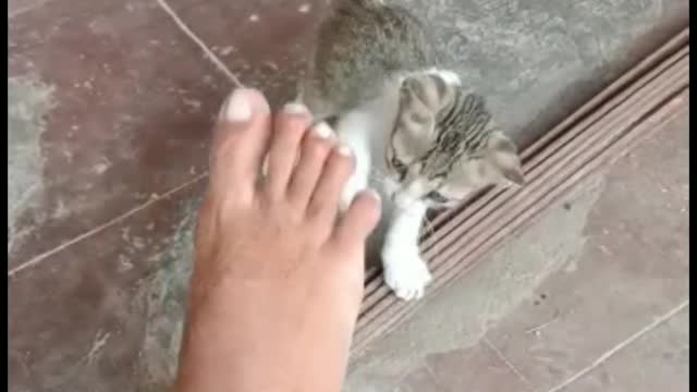 #My cat 🐈 my cat is playing with my feet |