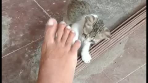 #My cat 🐈 my cat is playing with my feet |
