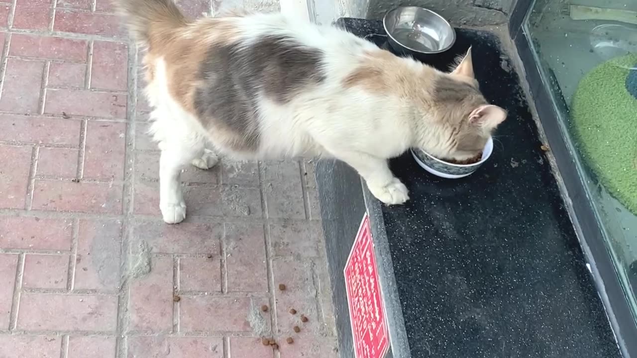 I feeding a cutest street cat