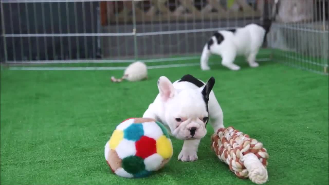 Funny French Bulldogs Compilation __ TRY NOT TO LAUGH!!33