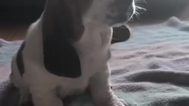 Sweet Basset Hound Puppy Tries to Howl 'Ferociously'